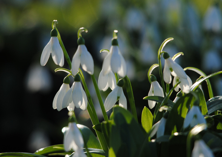 snowdrops