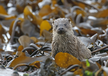 otter