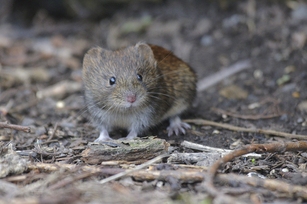 bank vole