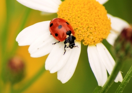 ladybird