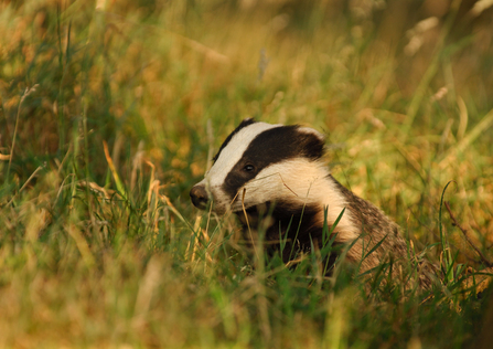 badger