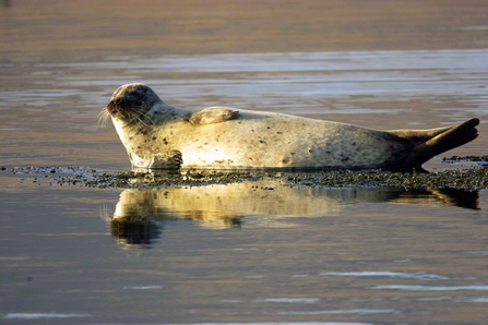 Common seal - Photo: Derek Moore