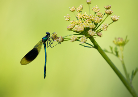 damselfly