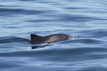 Harbour porpoise - Photo: Niki Clear