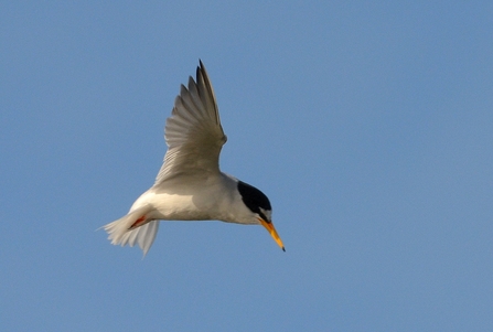 Little tern - Photo: Adam Jones