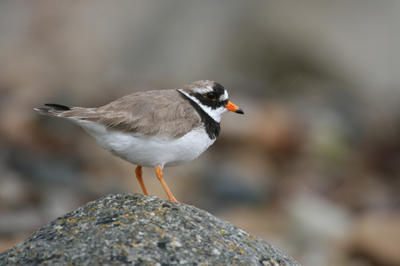 Ringed plover - Photo: Tom Marshall