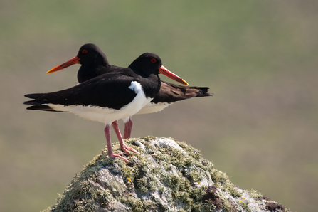 Oystercatcher - Photo: Vaughn Matthews