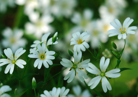 stitchwort