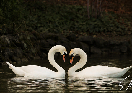 swans