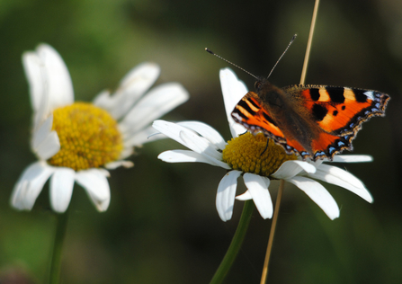 Small tortoiseshell butterfly - Photo Amy Lewis