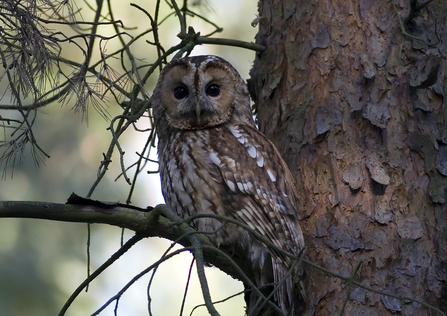 tawny owl