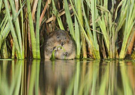 water vole