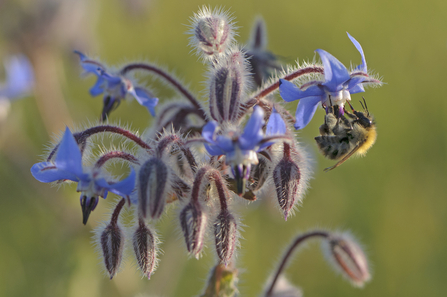 Common carder bee nectaring on borage - Phtoto: Chris Gomersall 2020VISION