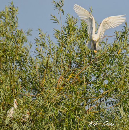 Spoonbills at Abberton