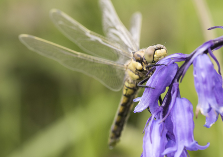 black tailed skimmer