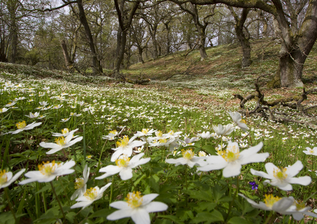 wood anenome