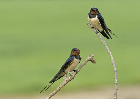 swallows