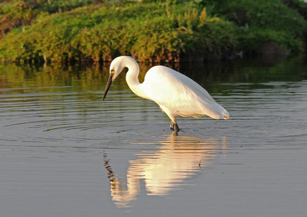 egret