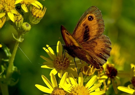 gatekeeper butterfly