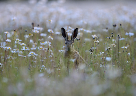 hare