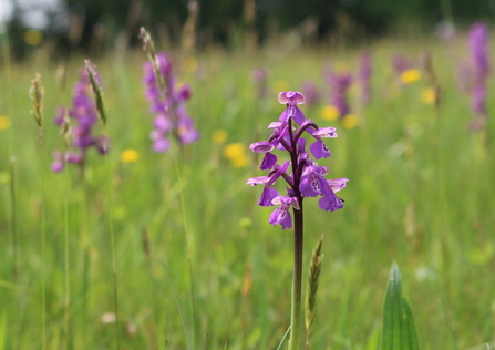 Green winged orchid - Photo: Lianne de Mello