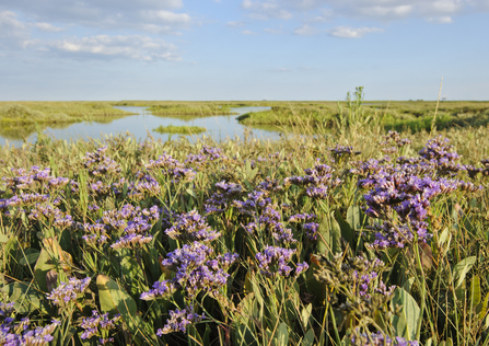 sea lavender