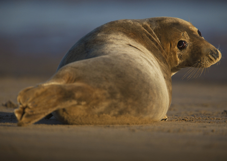 grey seal