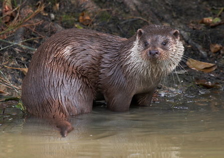 otter