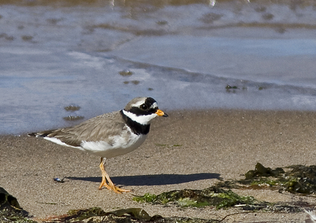ringed plover