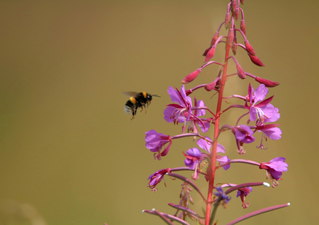 bee