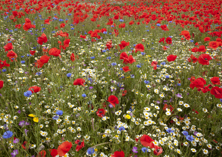 wildflowers