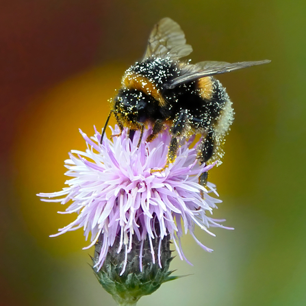 Bee on a flower 