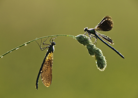 damselflies