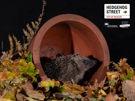 hedgehog in planter