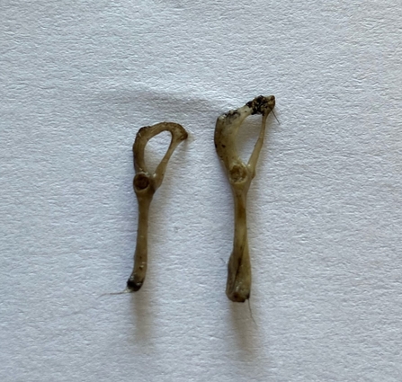 Barn owl findings