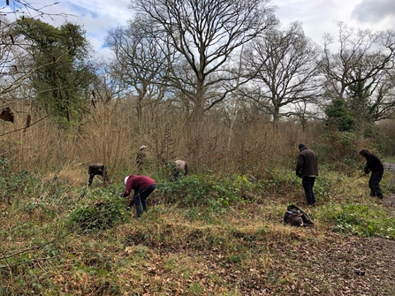 habitat management for butterfly