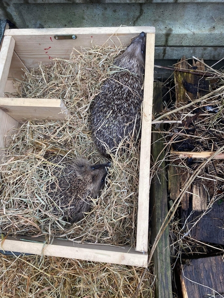 hedgehog rehabilitation