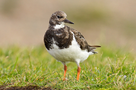 turnstone