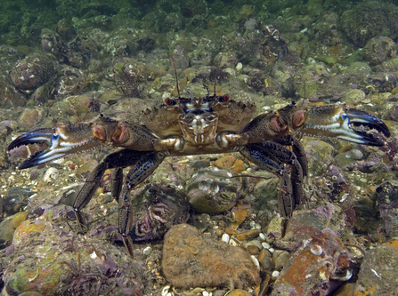 velvet swimming crab