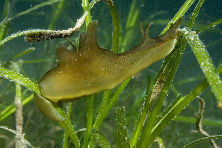 sea hare in seagrass