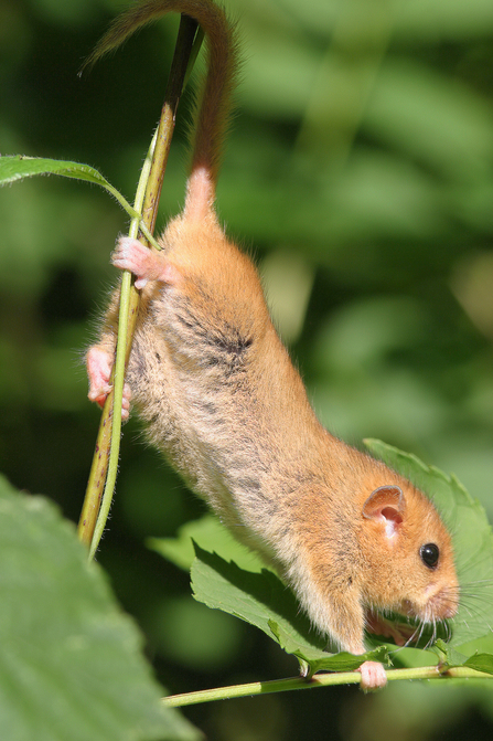 A dormouse climbing through a hedgerow.