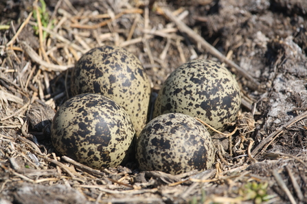 Lapwing egg
