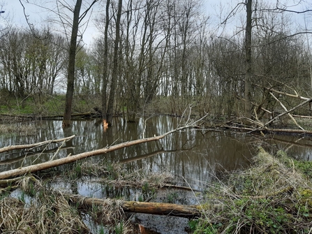 beaver wetland 