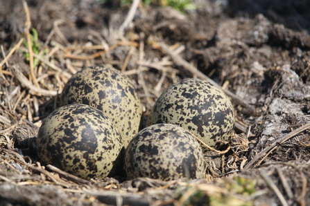 Lapwing nest
