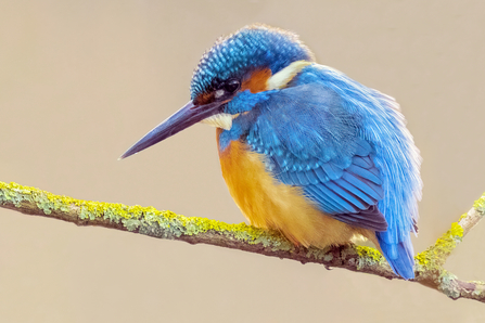 kingfisher