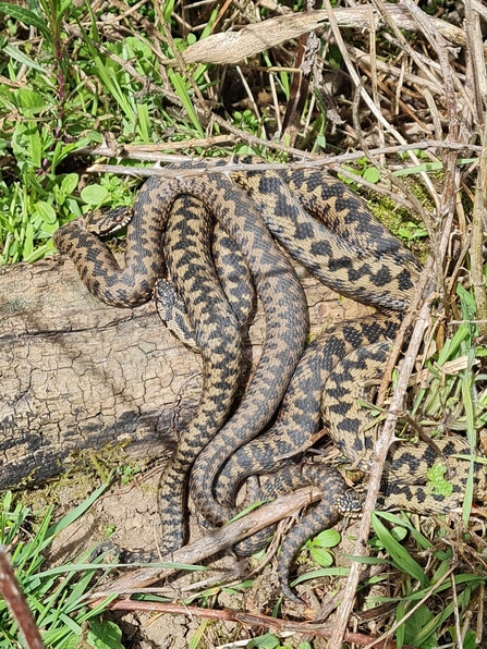 Adders in the sunshine at TTNP