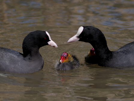 coot chicks