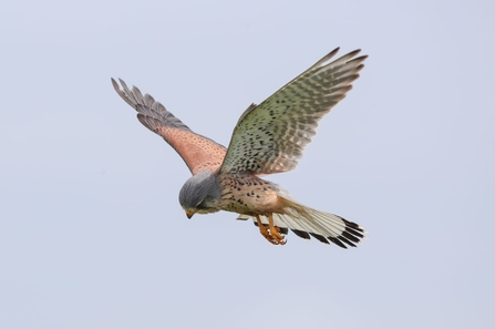 kestrel 