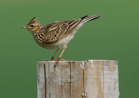 skylark 