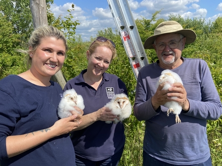 barn owl ringing